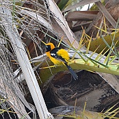Hooded Oriole, Brownsville, Texas